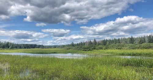 Wild rice grows in a waterway in the western Upper Peninsula of Michigan. (Photo/Tribal Business News)